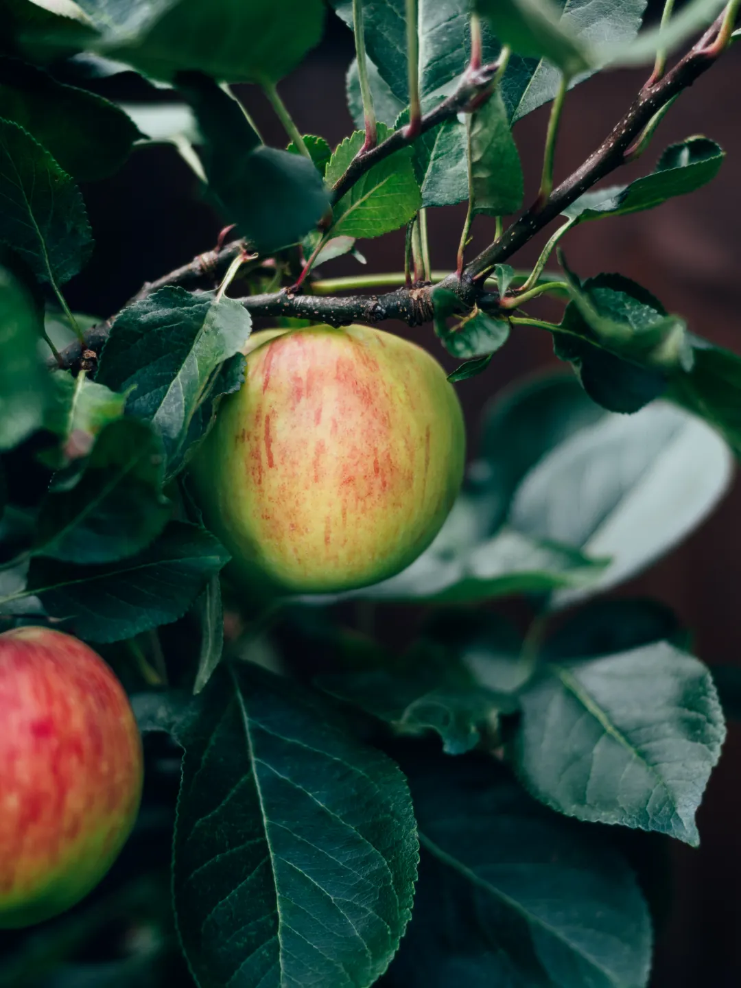 Science card for Italian Annurca apple
