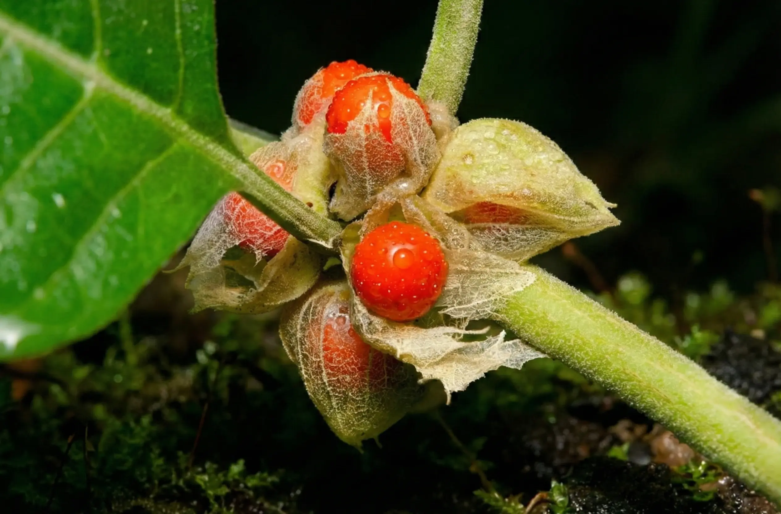 Science card for Stress Shield