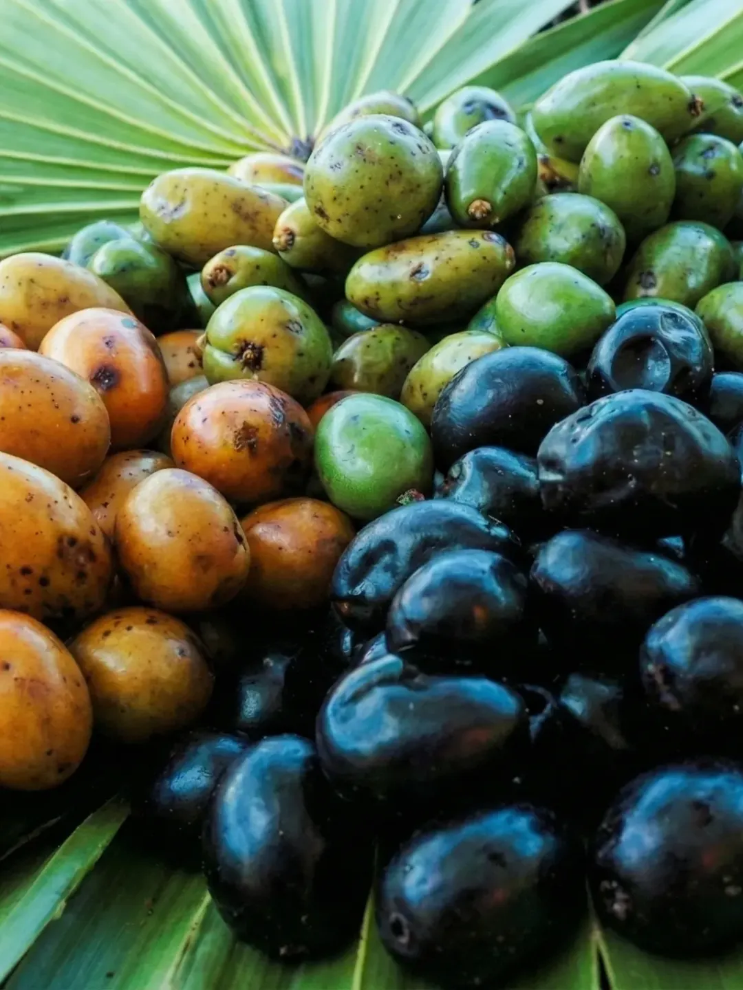 Science card for Saw palmetto extract