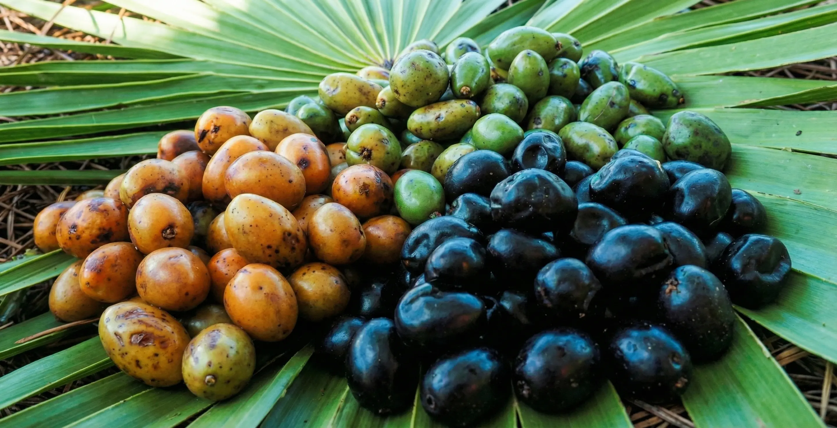 Science card for Root Guard